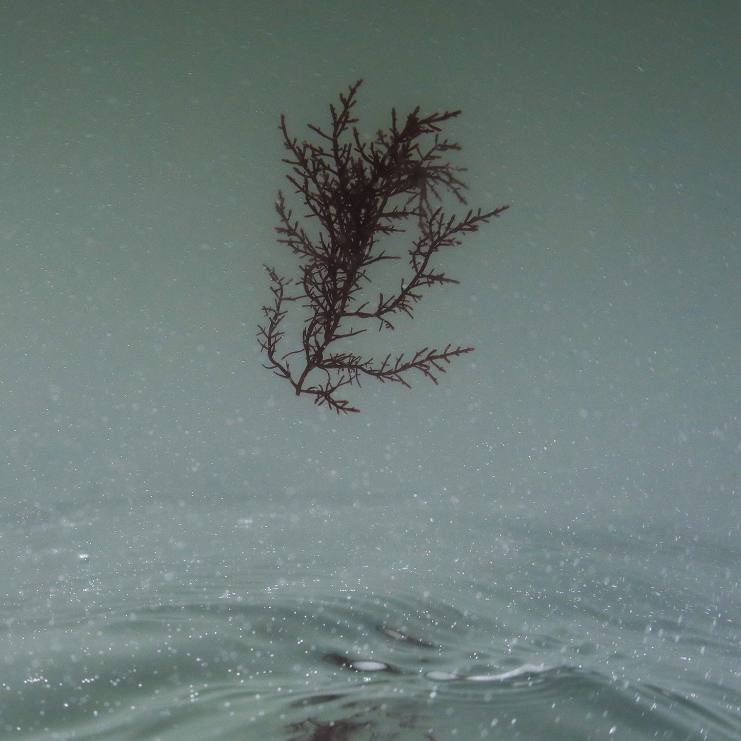 Seaweed